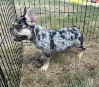 Vegas , a female French Bulldog for sale in Monroe, GA – 6 of 7