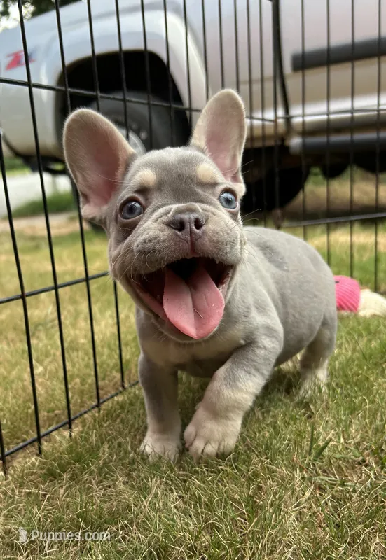 Rebel – French Bulldog puppy for sale in Monroe, GA