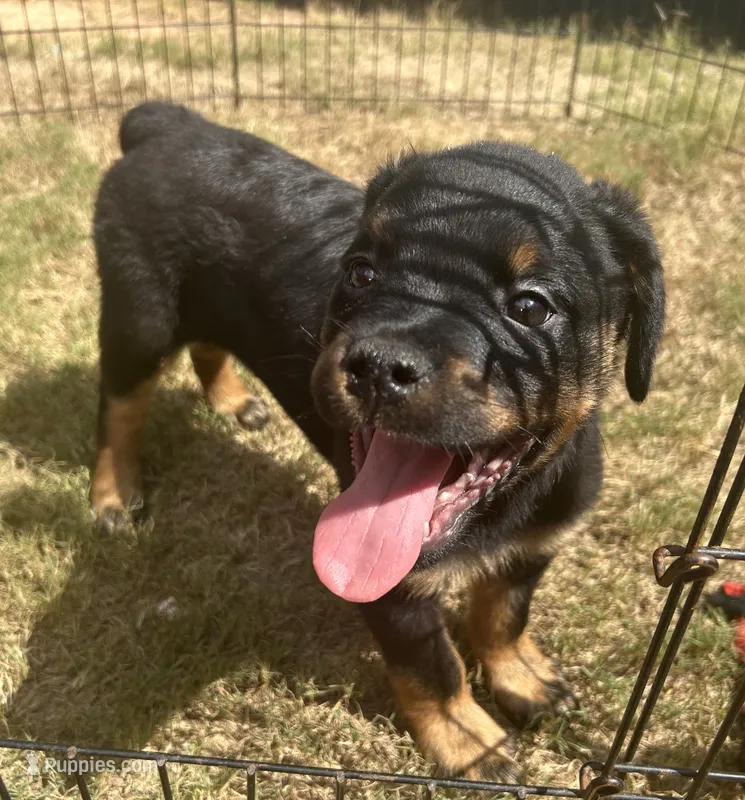 Rocko – Rottweiler puppy for sale in Monroe, GA