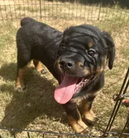 Rocko, a male Rottweiler for sale in Monroe, GA – 1 of 10
