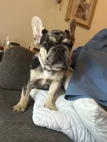 Vegas , a female French Bulldog for sale in Monroe, GA – 4 of 7