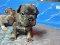Capri , a female French Bulldog for sale in Monroe, GA – 4 of 10