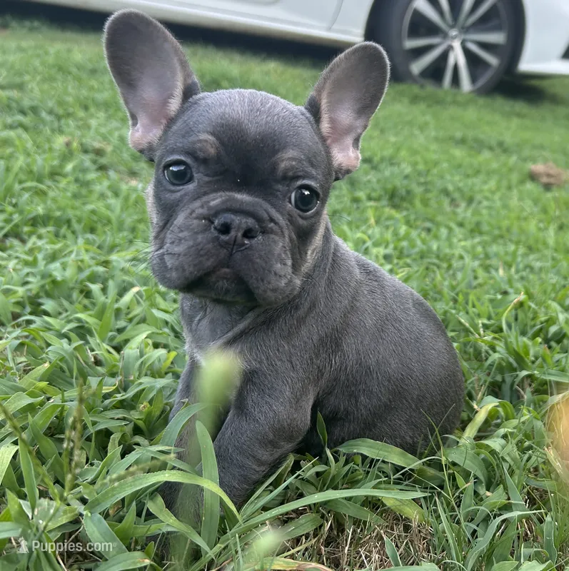 Capri  – French Bulldog puppy for sale in Monroe, GA
