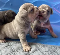 Kalani, a female French Bulldog for sale in Monroe, GA – 7 of 9
