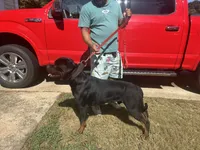 Rocko, a male Rottweiler for sale in Monroe, GA – 9 of 10