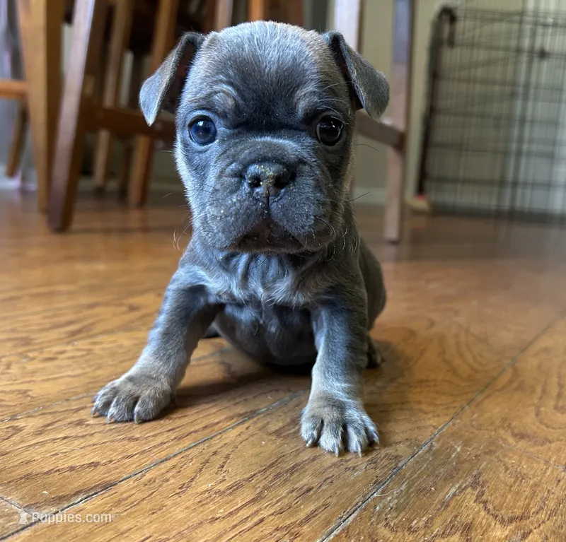 Capri  – French Bulldog puppy for sale in Monroe, GA