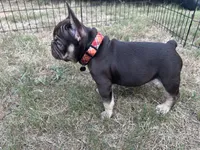 Memphis , a male French Bulldog for sale in Monroe, GA – 5 of 10