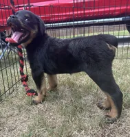 Rocko, a male Rottweiler for sale in Monroe, GA – 3 of 10