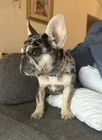Vegas , a female French Bulldog for sale in Monroe, GA – 6 of 7