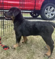 Rocko, a male Rottweiler for sale in Monroe, GA – 7 of 10
