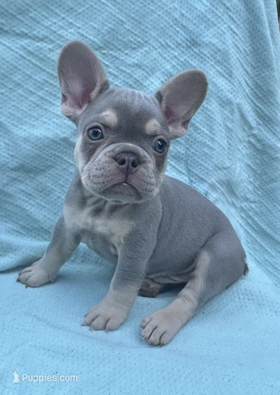 Rebel – French Bulldog puppy for sale in Monroe, GA