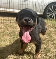 Rocko, a male Rottweiler for sale in Monroe, GA – 2 of 10