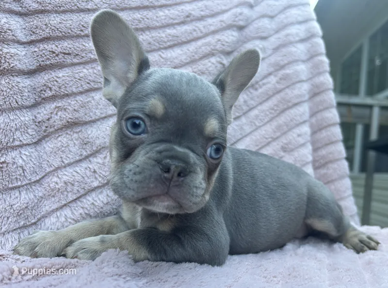 Kalani – French Bulldog puppy for sale in Monroe, GA