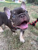 Memphis , a male French Bulldog for sale in Monroe, GA – 6 of 10