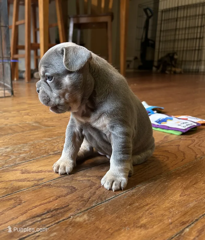 Kalani – French Bulldog puppy for sale in Monroe, GA
