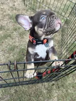 Memphis , a male French Bulldog for sale in Monroe, GA – 2 of 10