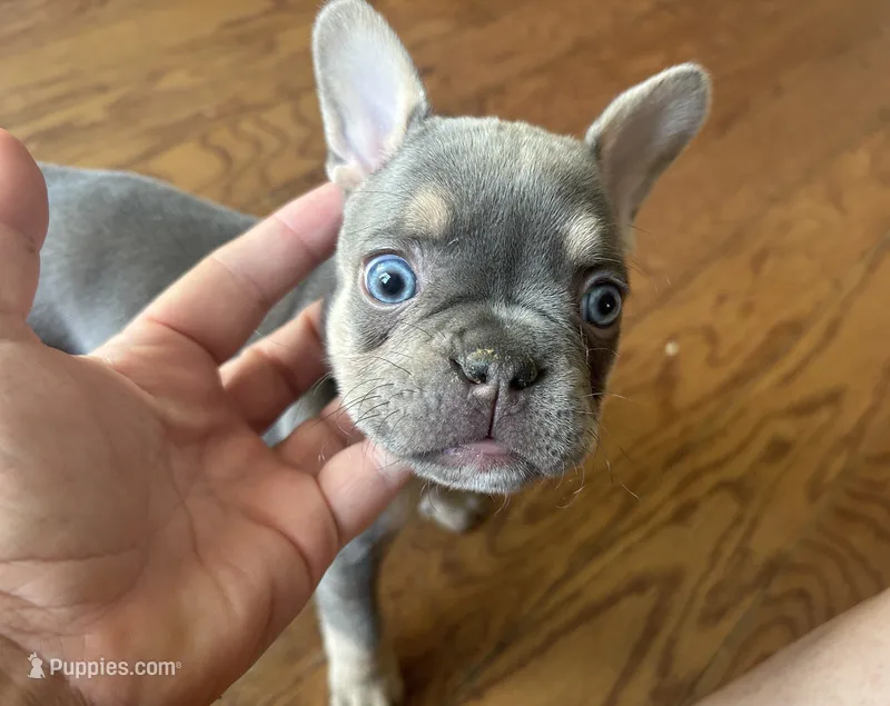 Kalani – French Bulldog puppy for sale in Monroe, GA