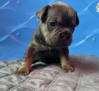 Capri , a female French Bulldog for sale in Monroe, GA – 3 of 10