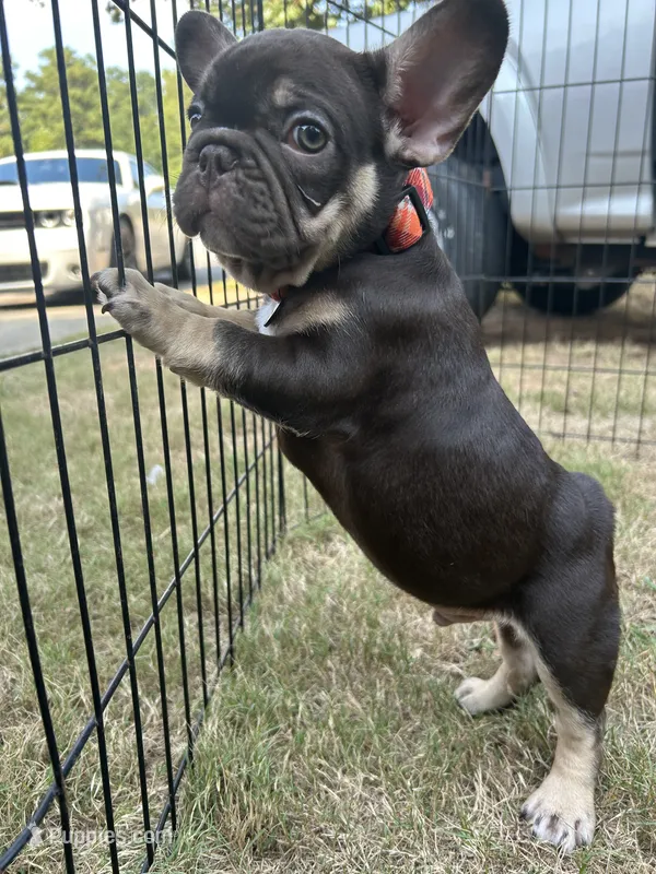 Memphis  – French Bulldog puppy for sale in Monroe, GA