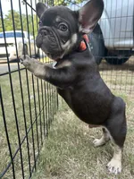 Memphis , a male French Bulldog for sale in Monroe, GA – 1 of 10
