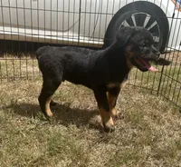 Rocko, a male Rottweiler for sale in Monroe, GA – 6 of 10
