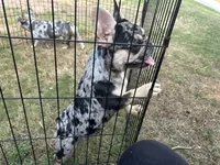 Vegas , a female French Bulldog for sale in Monroe, GA – 4 of 7