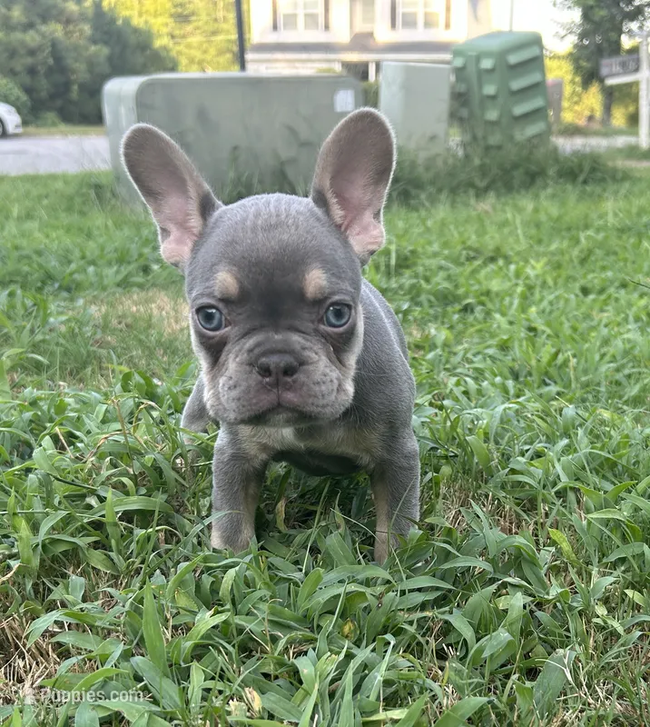 Kalani – French Bulldog puppy for sale in Monroe, GA