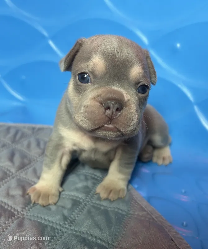 Kalani – French Bulldog puppy for sale in Monroe, GA