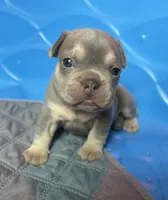 Kalani, a female French Bulldog for sale in Monroe, GA – 1 of 9