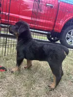 Rocko, a male Rottweiler for sale in Monroe, GA – 8 of 10