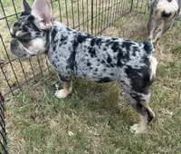 Vegas , a female French Bulldog for sale in Monroe, GA – 7 of 7