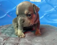 Kalani, a female French Bulldog for sale in Monroe, GA – 5 of 9