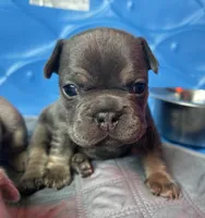 Capri , a female French Bulldog for sale in Monroe, GA – 1 of 10
