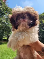 Summer, a female Shih Tzu for sale in Lithonia, GA – 6 of 7