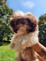 Summer, a female Shih Tzu for sale in Lithonia, GA – 4 of 7