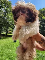 Summer, a female Shih Tzu for sale in Lithonia, GA – 5 of 7