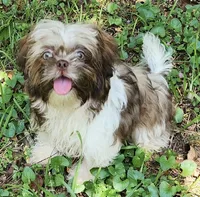 Summer, a female Shih Tzu for sale in Lithonia, GA – 2 of 7