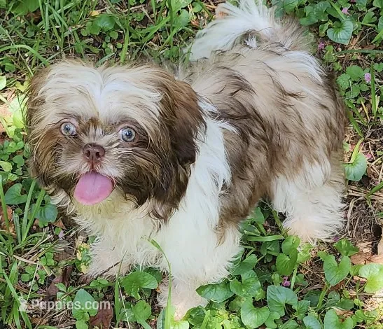 Summer – Shih Tzu puppy for sale in Lithonia, GA