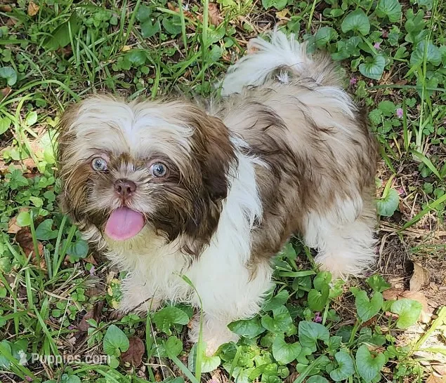 Summer – Shih Tzu puppy for sale in Lithonia, GA