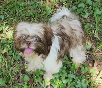 Summer, a female Shih Tzu for sale in Lithonia, GA – 1 of 7