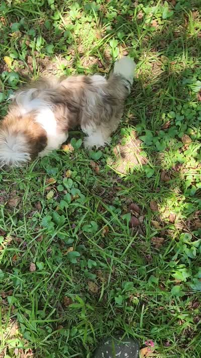 Summer, a female Shih Tzu for sale in Lithonia, GA – 7 of 7
