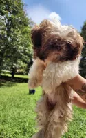 Summer, a female Shih Tzu for sale in Lithonia, GA – 3 of 7
