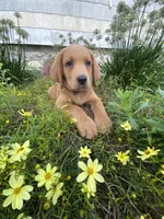 Mace, a male Labrador Retriever and Poodle - Standard  for sale in East Earl, PA – 3 of 5