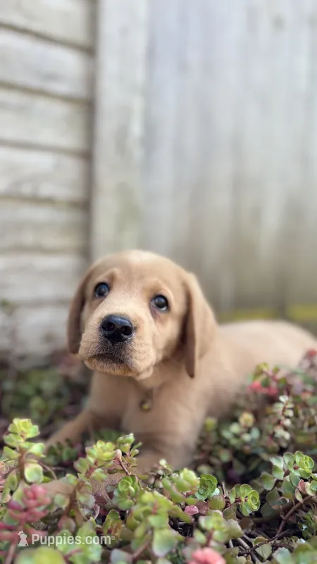Bullet – Labrador Retriever, Poodle - Standard  puppy for sale in East Earl, PA