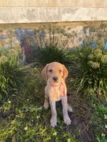 Sweetie, a female Labrador Retriever and Poodle - Standard  for sale in East Earl, PA – 4 of 5