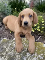 Mace, a male Labrador Retriever and Poodle - Standard  for sale in East Earl, PA – 4 of 5