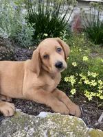 Mace, a male Labrador Retriever and Poodle - Standard  for sale in East Earl, PA – 1 of 5