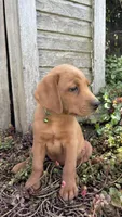 Axel, a male Labrador Retriever and Poodle - Standard  for sale in East Earl, PA – 2 of 6