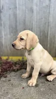 Kavik, a male Labrador Retriever and Poodle - Standard  for sale in East Earl, PA – 4 of 5
