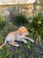 Sweetie, a female Labrador Retriever and Poodle - Standard  for sale in East Earl, PA – 2 of 5